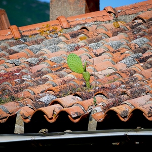Un cactus pousse sur une toiture de tuiles oranges - France  - collection de photos clin d'oeil, catégorie rues